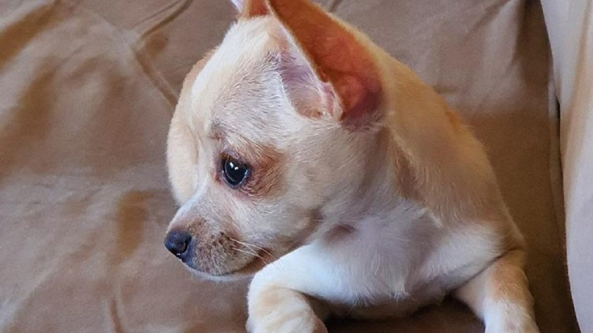 chihuahua difficoltà aiuto