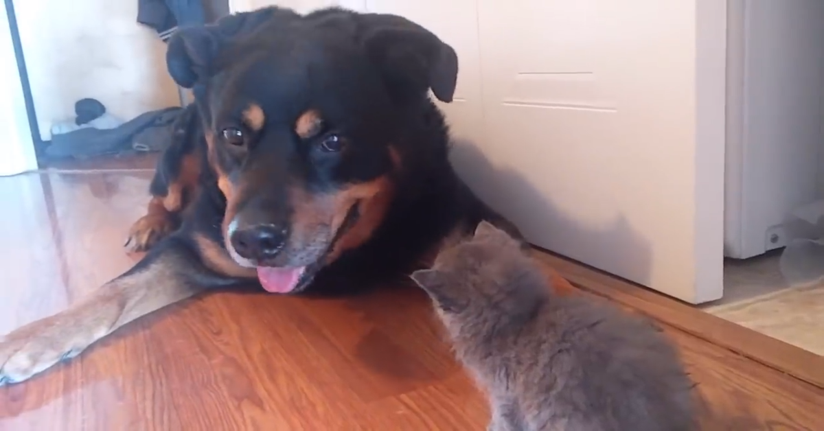 Un rottweiler e un gattino sono amici e si rilassano insieme (VIDEO)