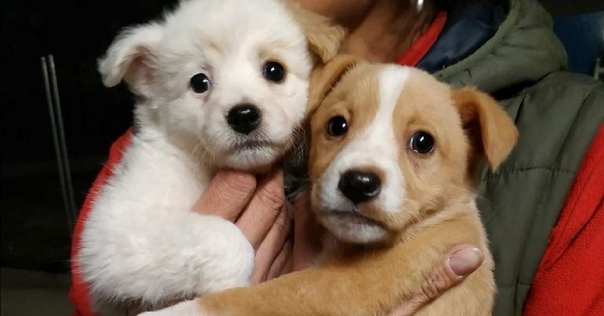 Virtus e Polo, i cagnolini assunti dalla concessionaria Volkswagen (FOTO)