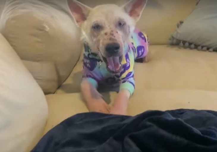 yukon cucciolo felice pigiama