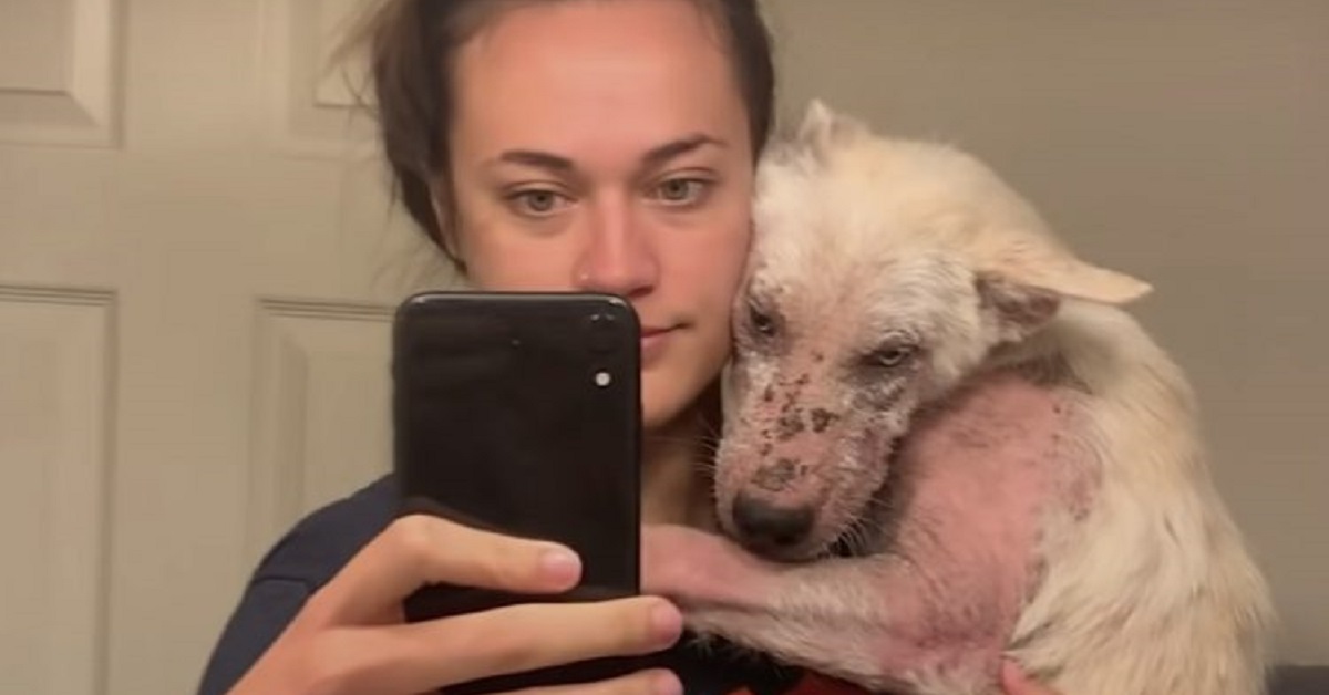 Yukon, il cucciolo rinato dopo essere stato tolto dalla strada (VIDEO)