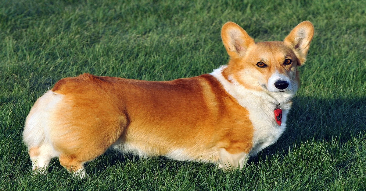 Wallace, il cucciolo di Corgi che ama abbracciare gli altri cani  (VIDEO)