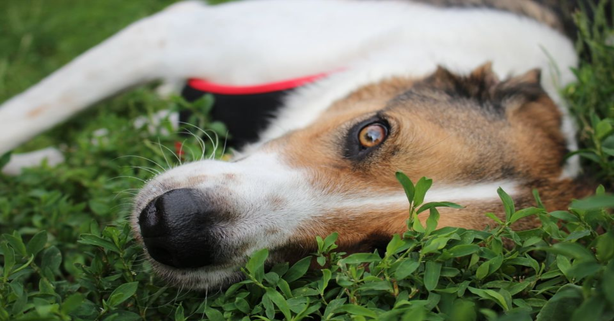 Asilo del Cane Palazzolo Milanese: Dylan, un cane che cerca casa