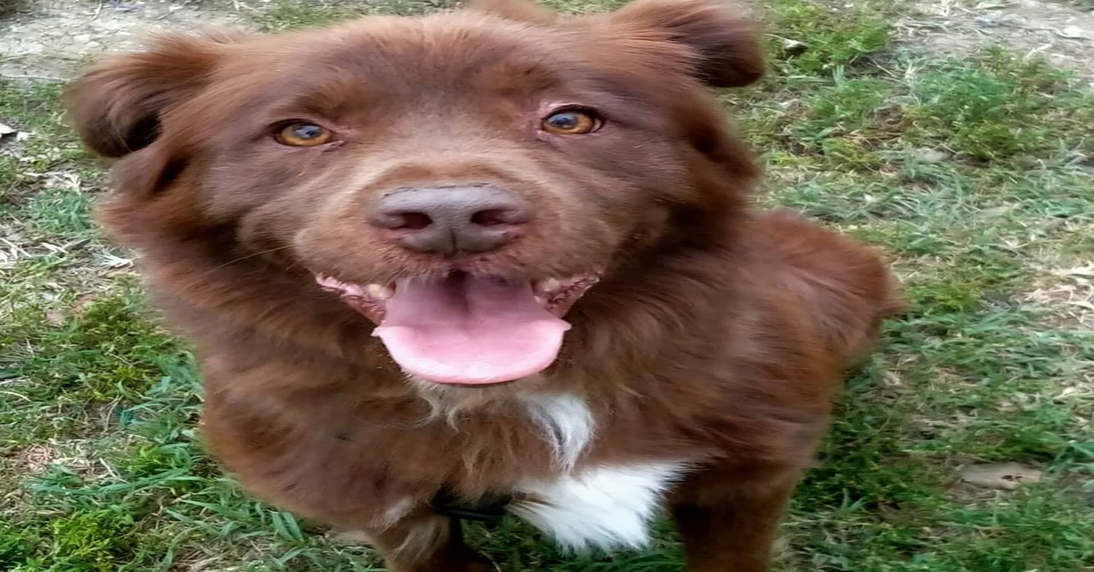 Canile  Intercomunale di Modena: Jack, un meraviglioso cane da adottare