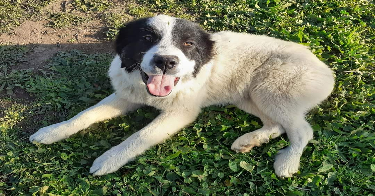 Canili di Roma: una bellissima cucciola in adozione