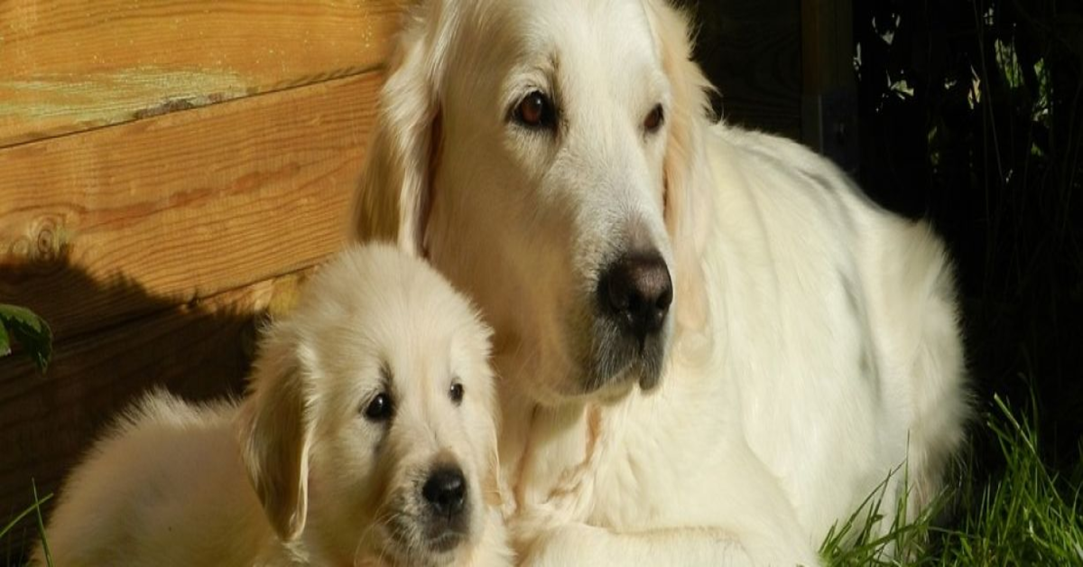 Il papà Golden Retriever toglie un pezzo di pollo dalle mani del padrone per darlo al suo cucciolo( VIDEO)