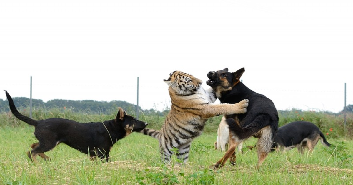 La storia di tre cani e due tigri amici per la pelle (VIDEO)
