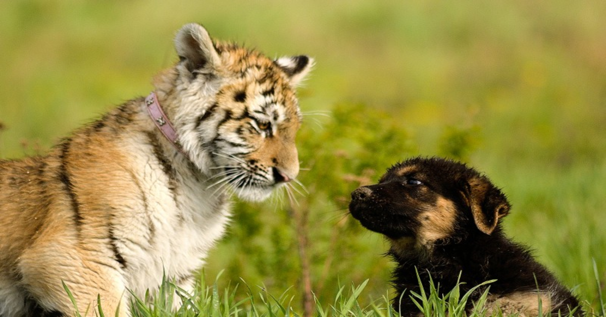 tigre e pastore tedesco