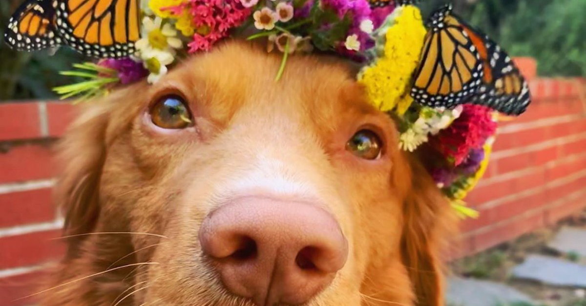 Milo, il cucciolo di Retriever Nova Scotia che adora le farfalle (VIDEO)