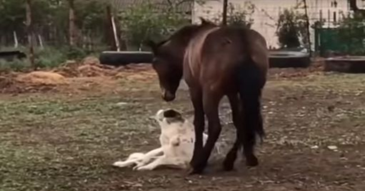 La meravigliosa amicizia fra un cane e un cavallo (VIDEO)