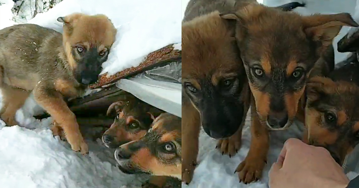 cuccioli salvati abbandonati nella neve collage foto