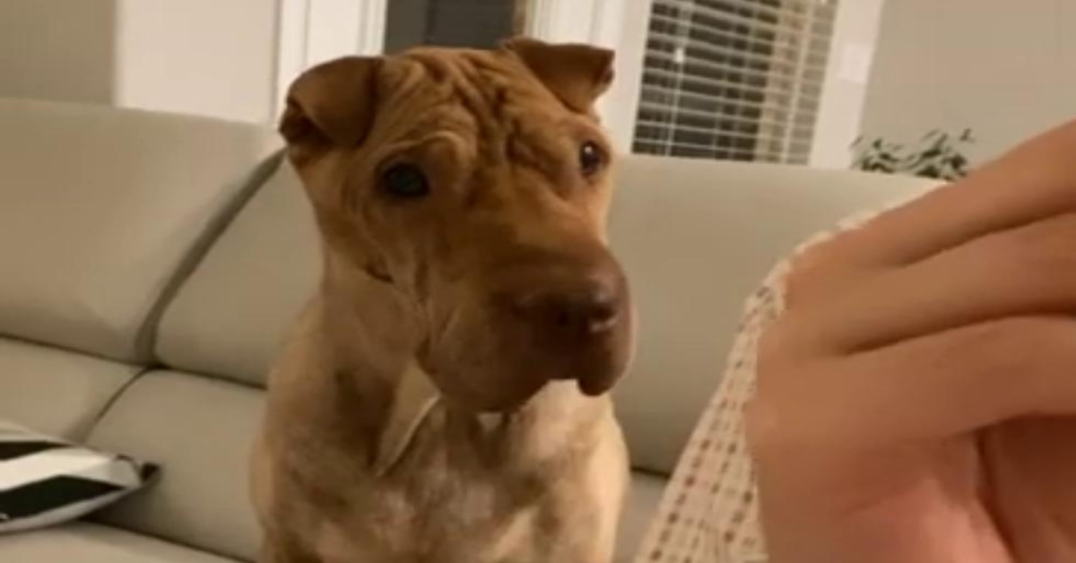 Ava, il cucciolo di Sharpei che vuole assaggiare tutto quello che mangia la proprietaria (VIDEO)