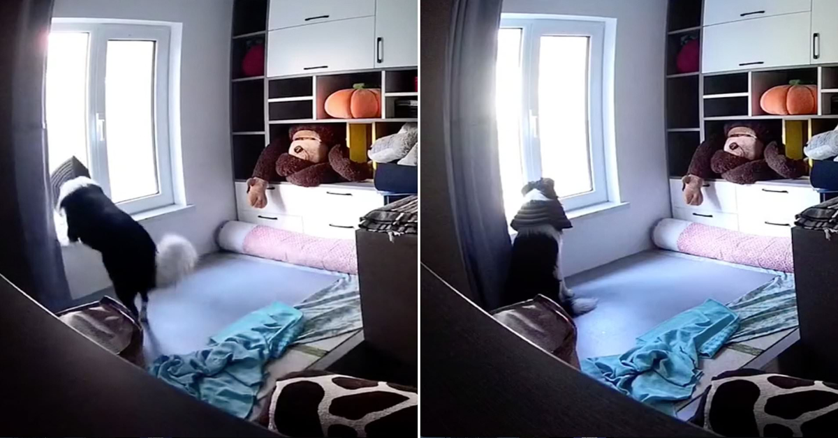 Il cane Naughty ripreso da una telecamera mentre aspetta il ritorno della padrona (VIDEO)