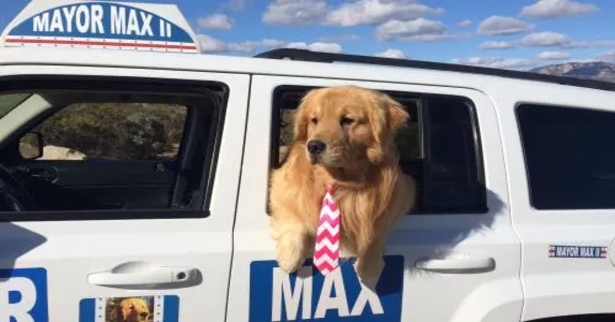 Max cane sindaco in california