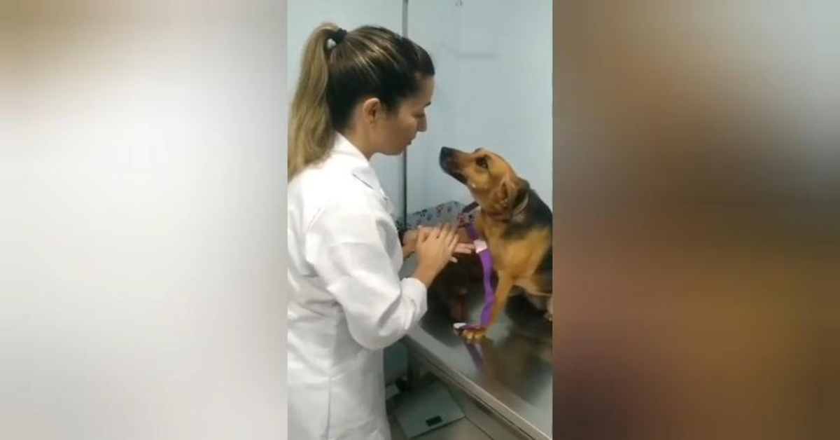veterinaria fa il prelievo al cane