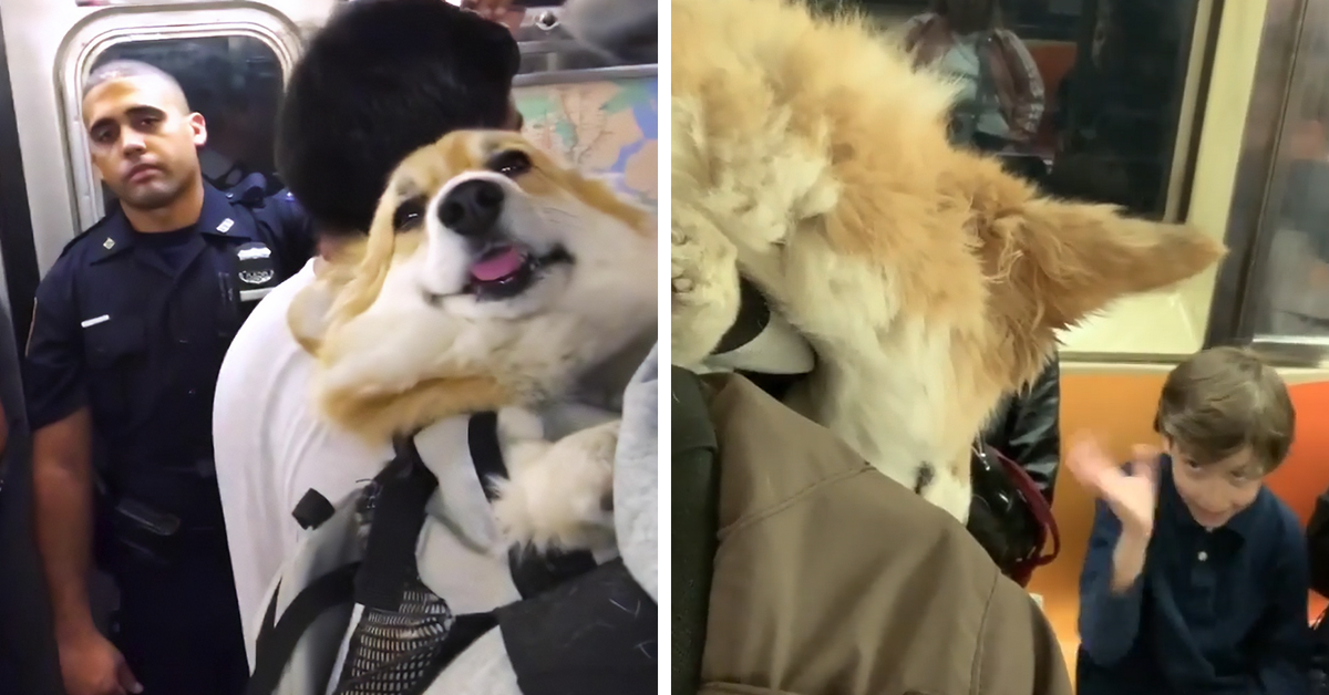 Max, il tenero Corgi che lotta per non addormentarsi in metropolitana (VIDEO)