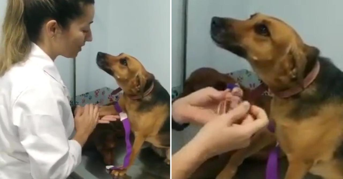 La dolcissima cagnolina innamorata della veterinaria (VIDEO)