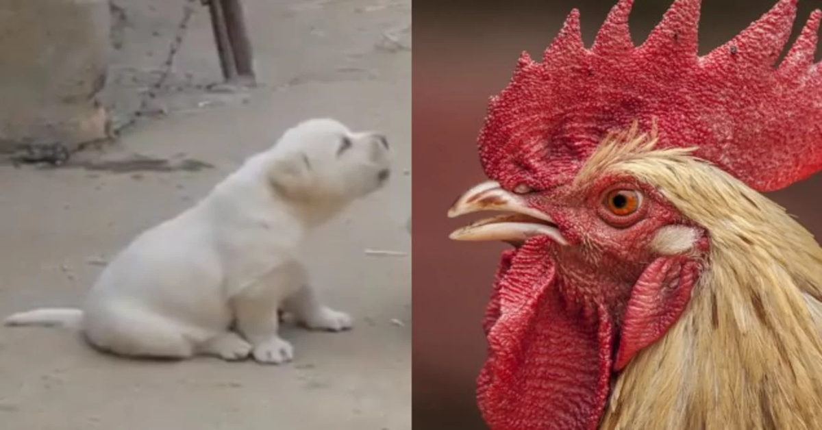 Il tenero cucciolo che imita il canto del gallo (VIDEO)