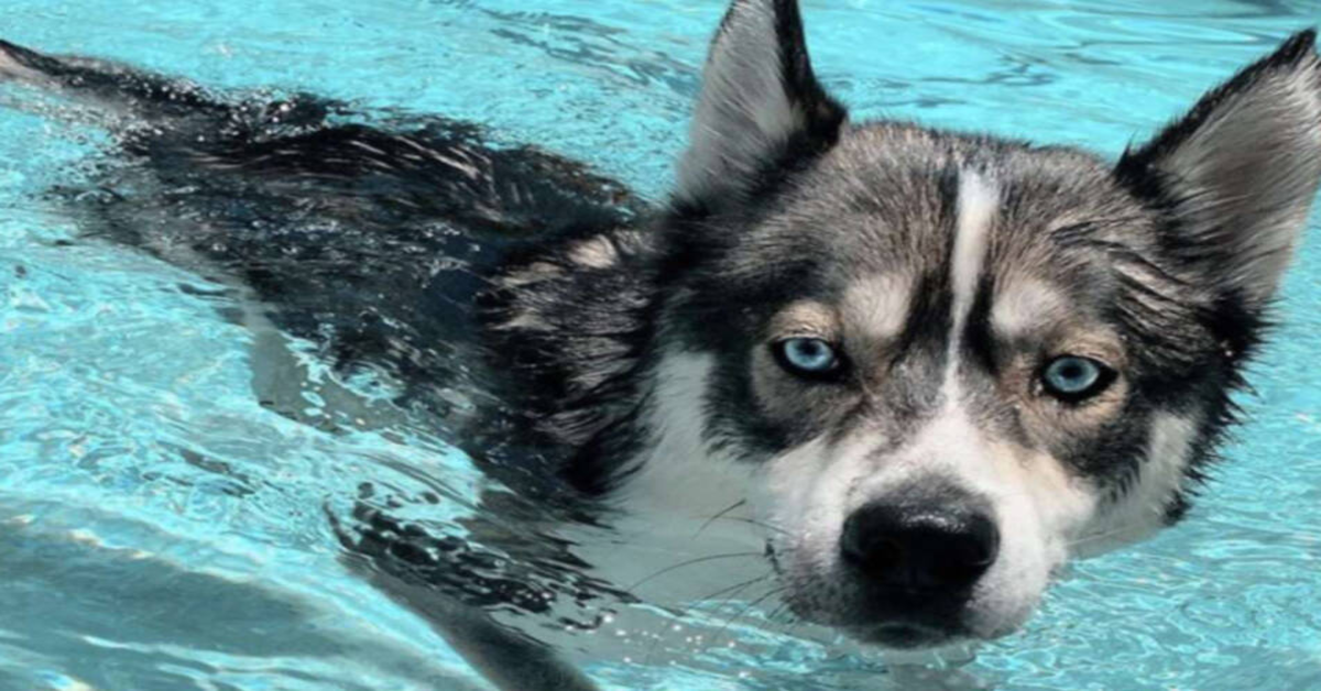 Il cucciolo di Husky Blue, che entra in piscina per dispetto quando viene rimproverato (VIDEO)