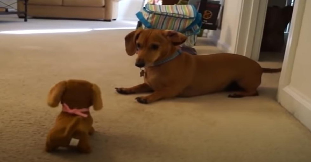 bassotto guarda perplesso il peluche