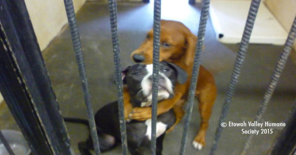 Kala e Keira: le due cucciole di cane salvate da un abbraccio (VIDEO)