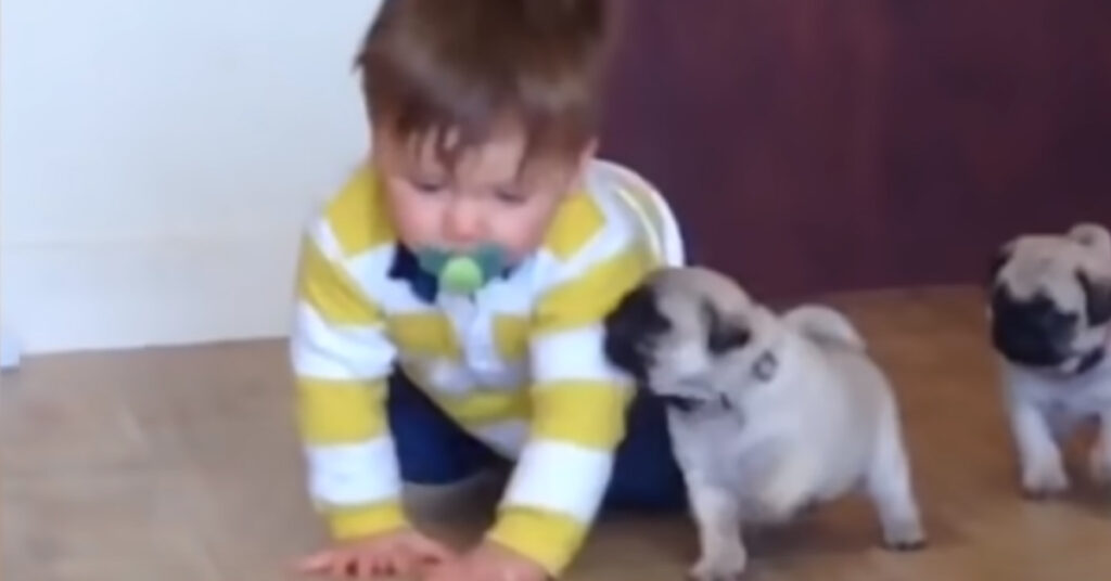 Cuccioli di Carlino con un bambino