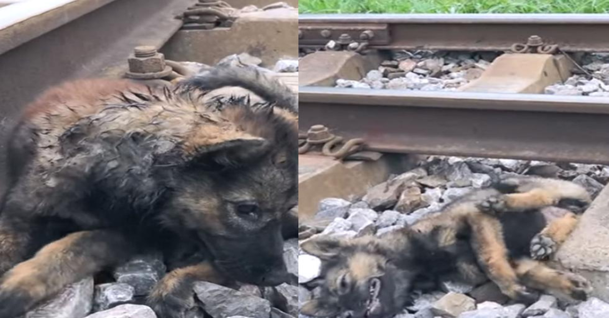 cucciolo ferito sui binari del treno