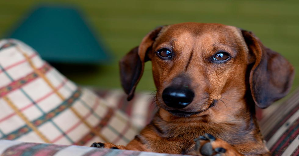 Pickle, il cucciolo di bassotto che si dispera perché la padrona ha messo in lavatrice il suo peluche preferito (VIDEO)