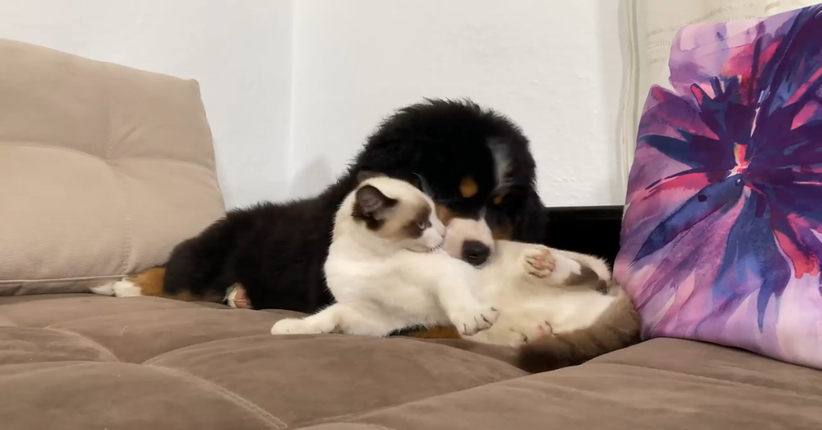 Un cucciolo di Bernese incontra un gattino per la prima volta (VIDEO)