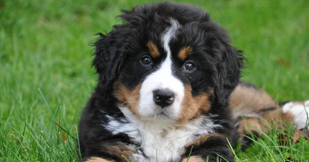 Bovaro del bernese va dal veterinario per la prima volta