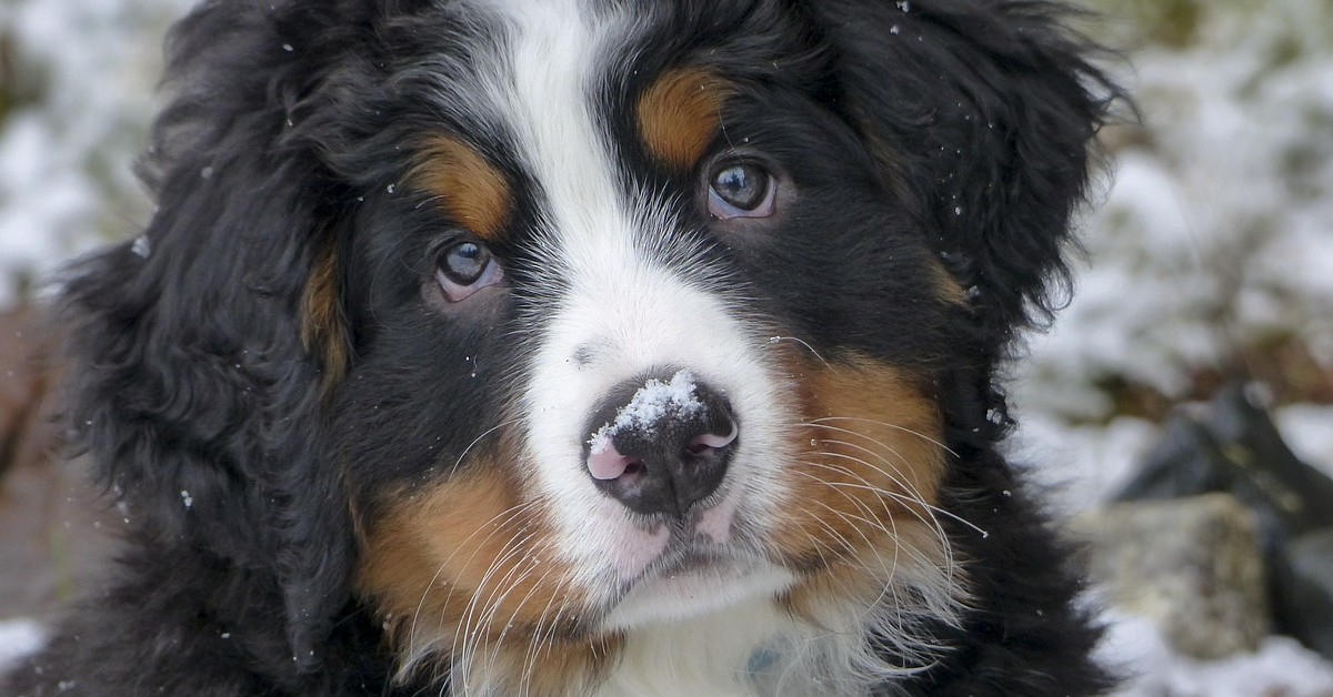 Bovaro del bernese veterinario