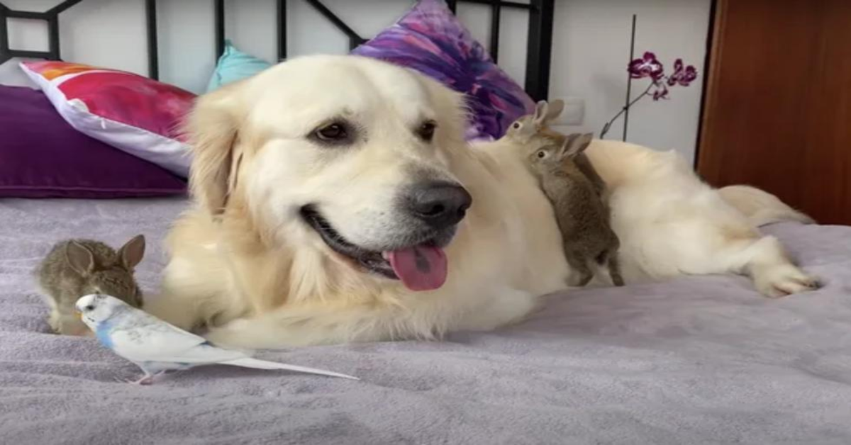 Bailey, il cucciolo di Golden Retriever che ha adottato dei coniglietti e commuove il web (VIDEO)