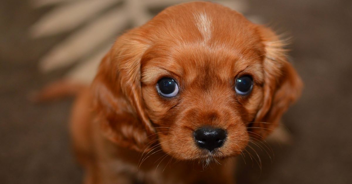 Cagnolino poco affettuoso, è la sua indole oppure c’è qualcosa che non va?