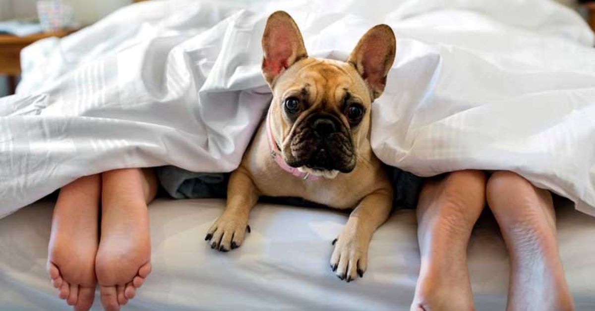 cagnolino vuole dormire con il padrone