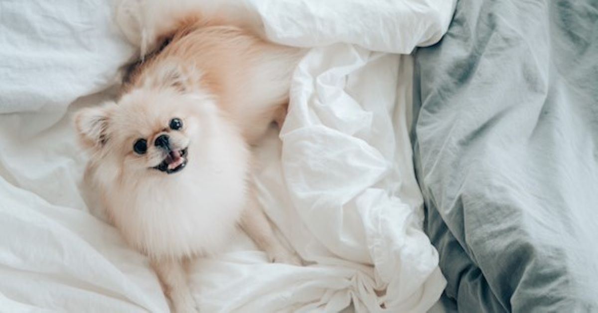 cagnolino vuole dormire con il padrone 