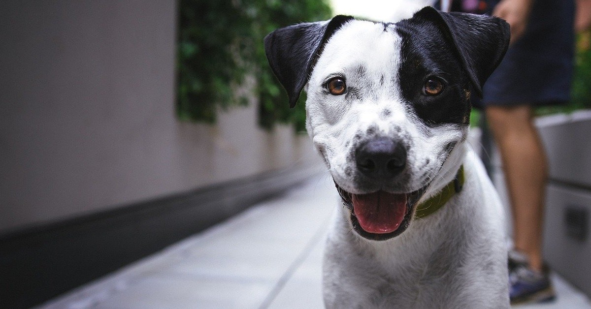 Il cane che ogni mattina ama correre intorno alla casa (VIDEO)