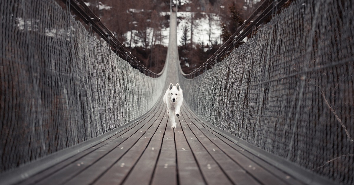 cane su ponte