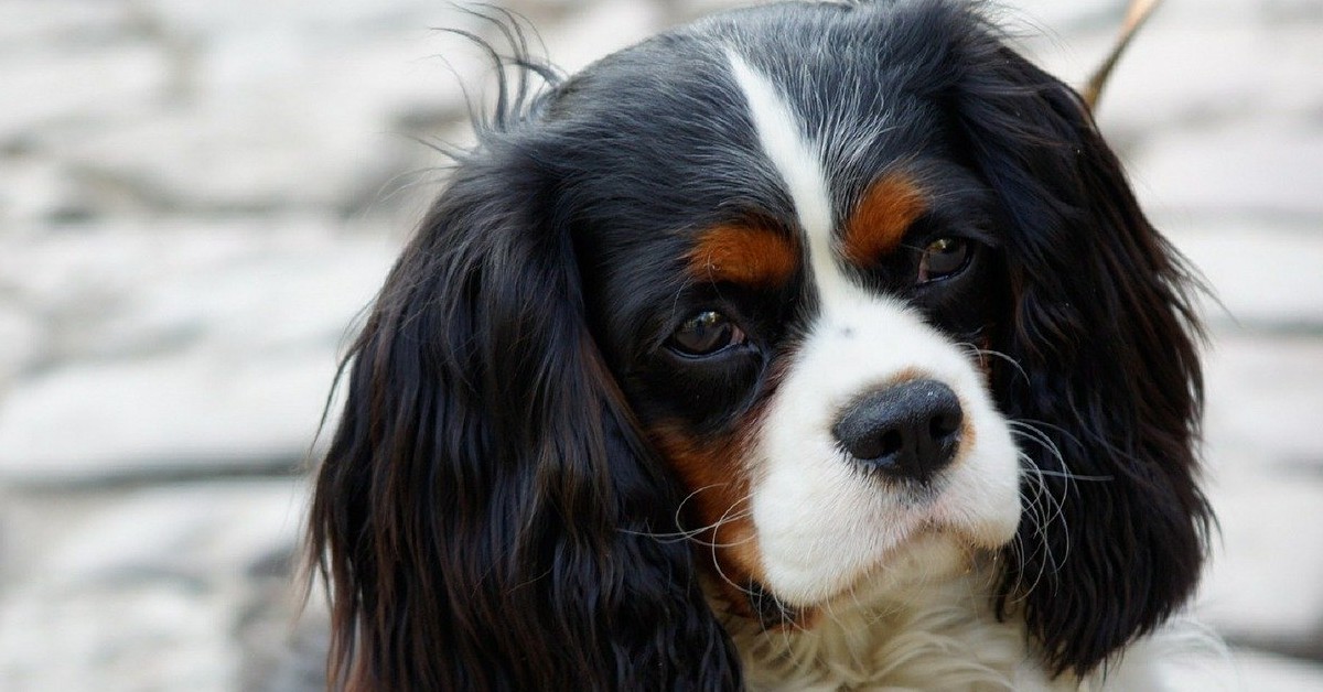 Cavalier King Charles Spaniel