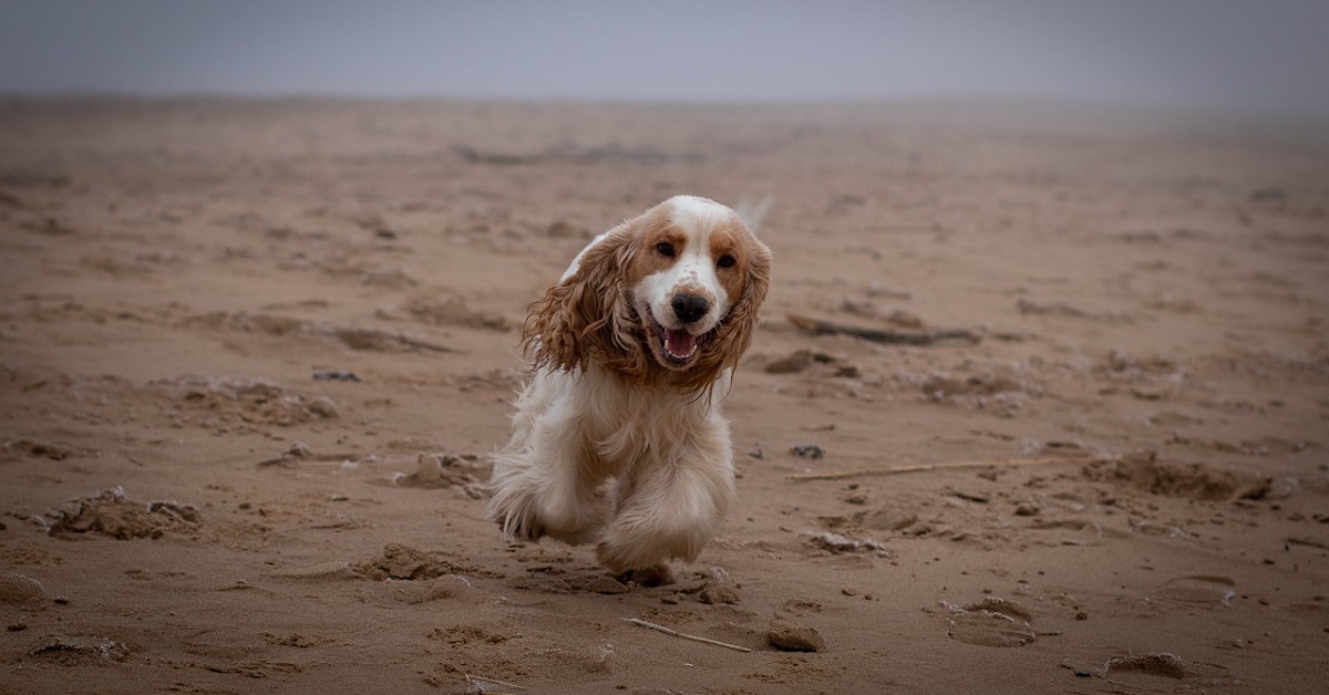 Bonnie, la cucciola di Cocker Spaniel torna dalla sua famiglia dopo 6 anni (VIDEO)