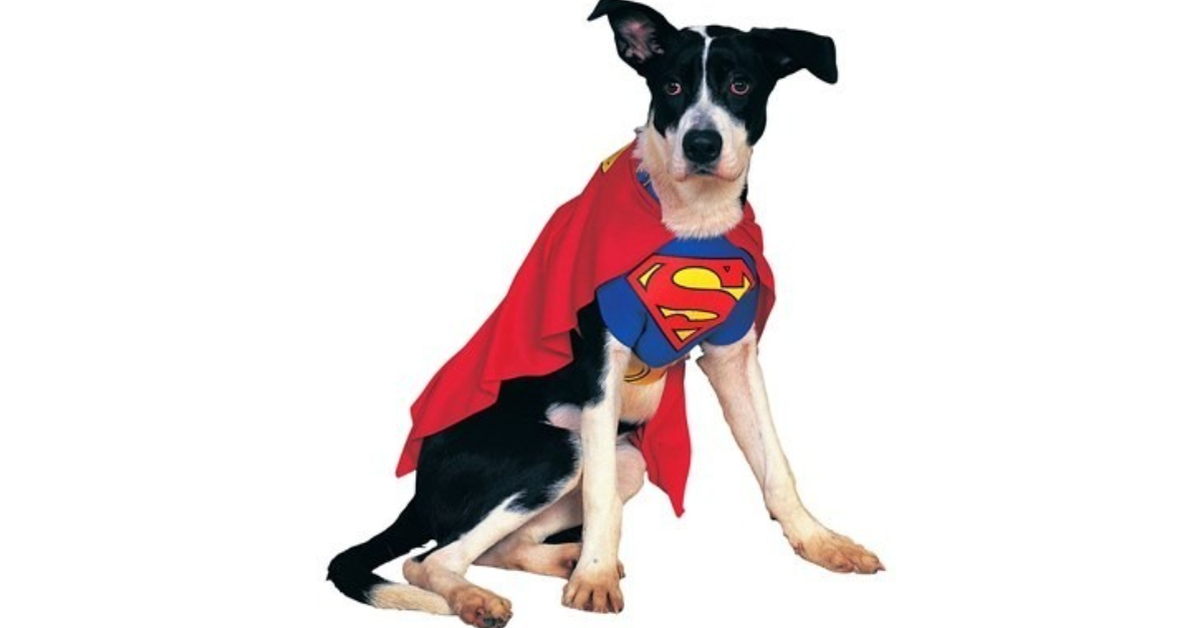 Cucciolo di cane vestito da Superman difende la sua casa da uno scoiattolo (VIDEO)
