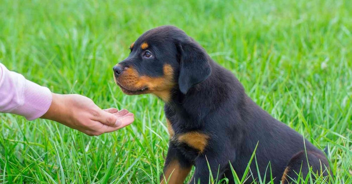 Cuccioli di Rottweiler, come addestrarli: primi passi e socializzazione