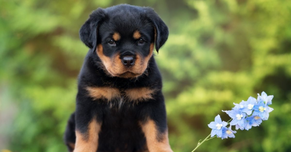 Cuccioli di Rottweiler e bambini, come dare vita a una perfetta convivenza