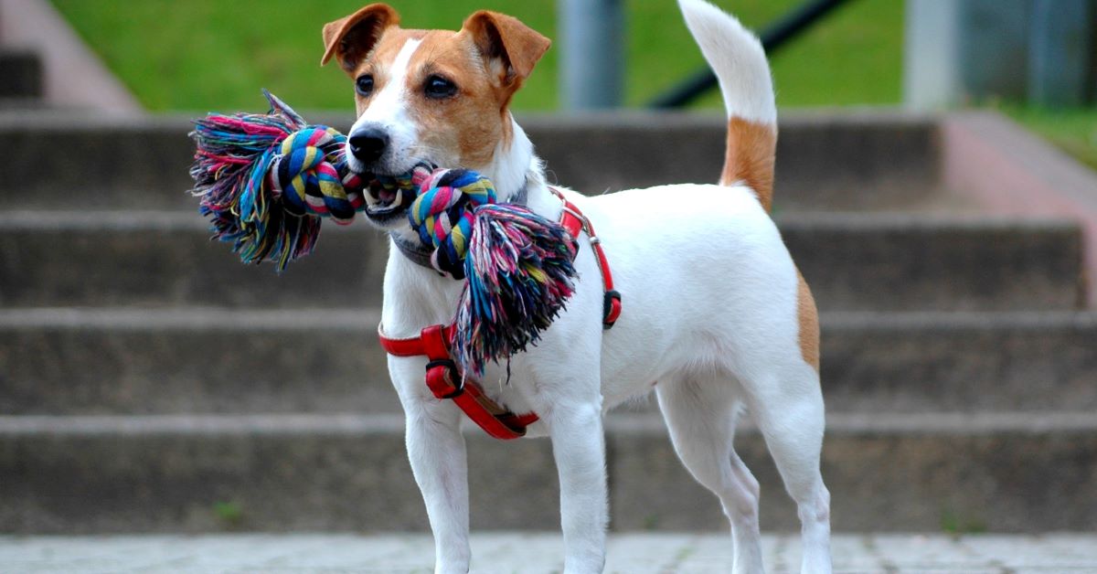 cuccioli di russell terrier