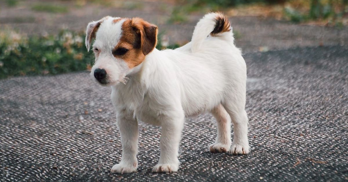 cucciolo in cortile