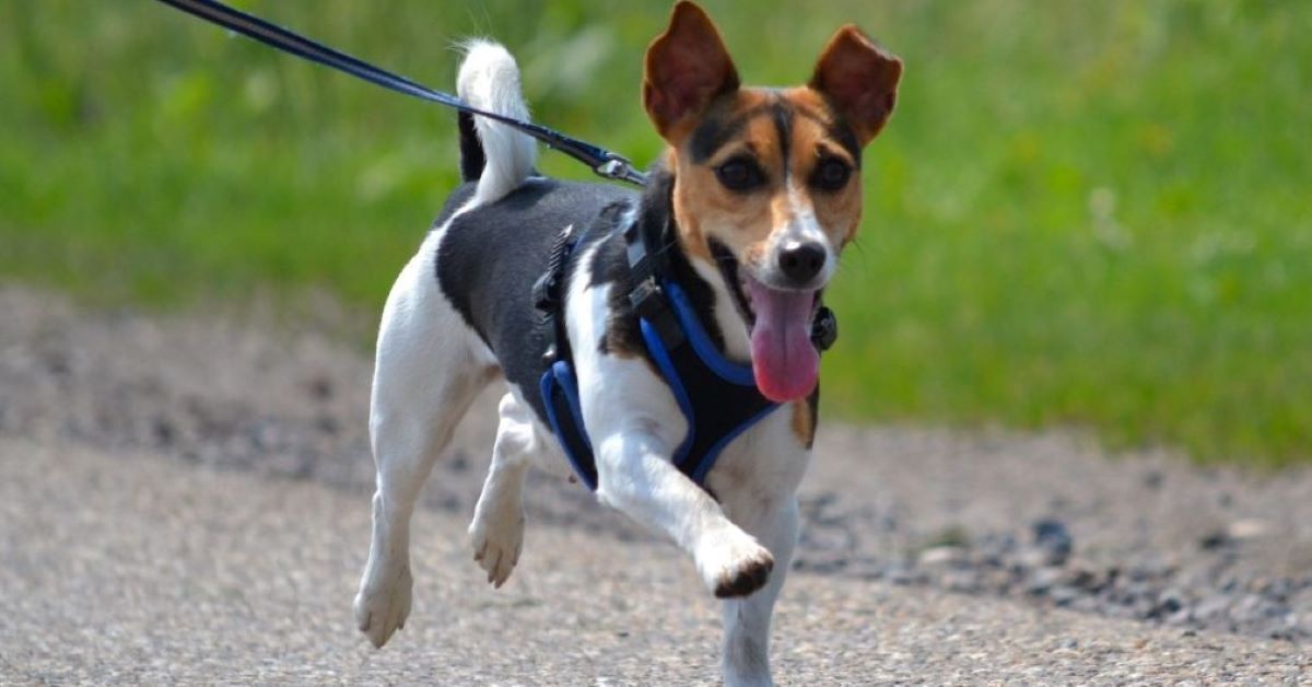 cuccioli di russell terrier