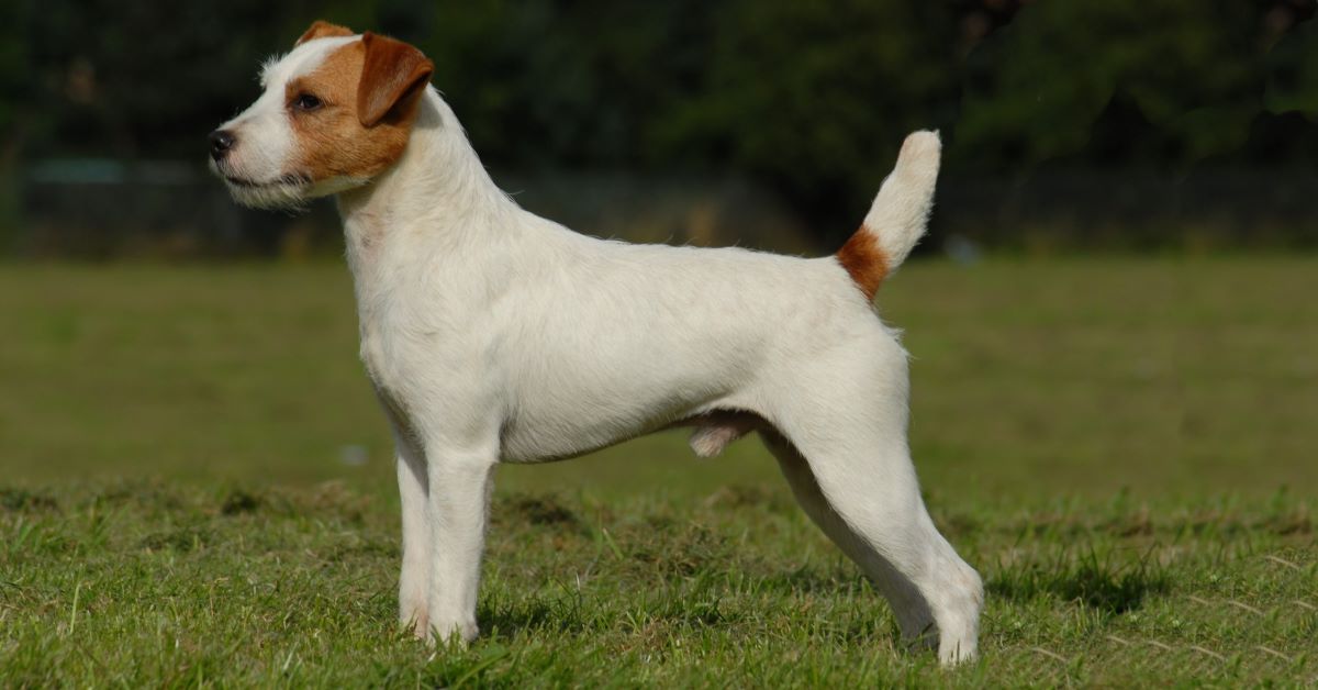 cucciolo jack russell