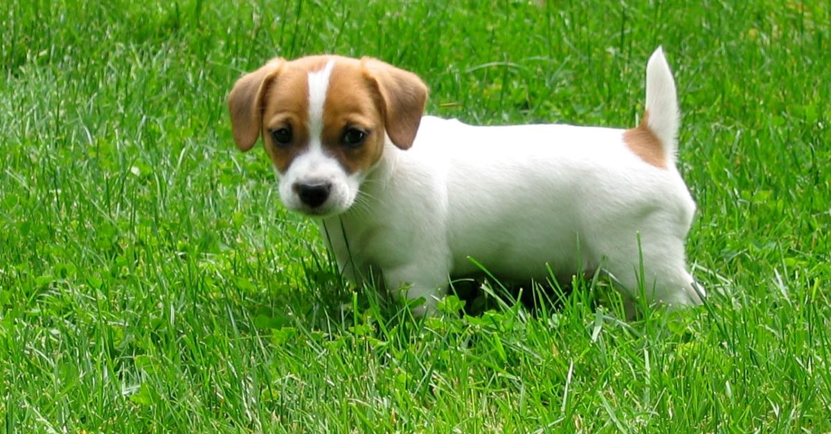 cuccioli di russell terrier