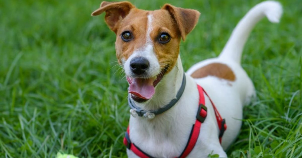 Cuccioli di Russell Terrier: carattere, particolarità e comportamento, cosa sapere