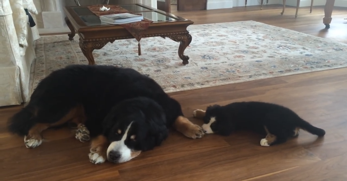 Un cucciolo di Bernese sveglia un cane adulto della stessa razza (VIDEO)