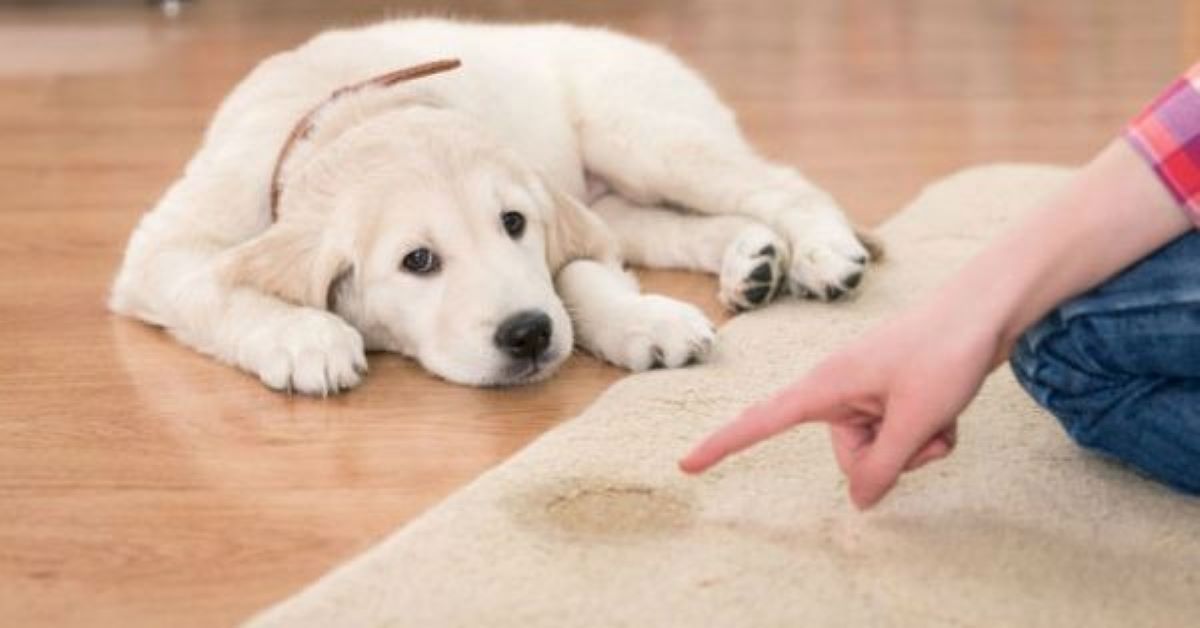 cagnolino fa la pipi